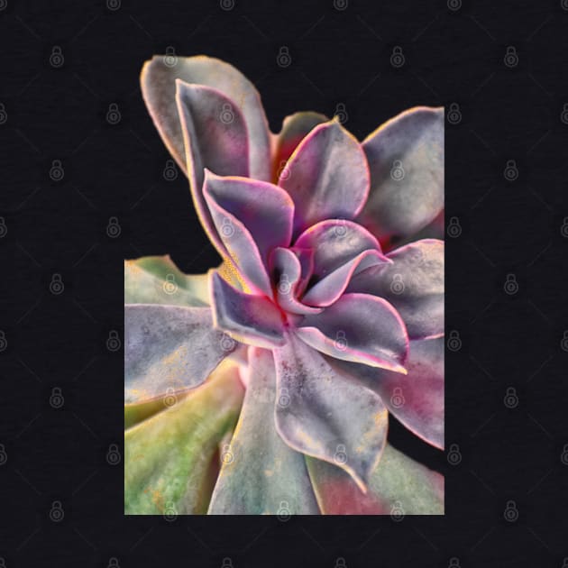 Purple Succulent by RoxanneG